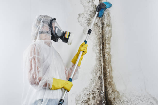 Best Black Mold Removal in USA